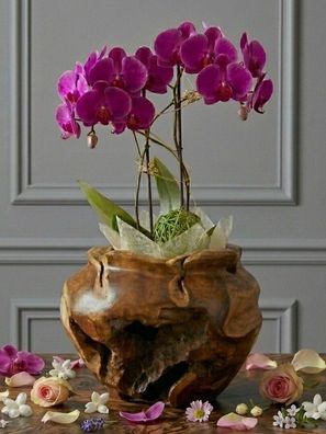 Teak Wurzelholz Übertopf - recyceltes Wurzelholz, 28×28 cm Holz Pflanzschale Teakholz