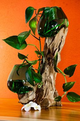 Geschmolzenes grünes Glas auf Wurzelholz - 2 Gläser Smaragdgrün, 40-60 cm Holz Deko