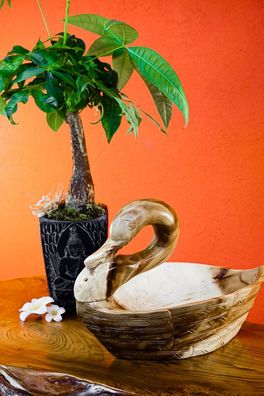 Suar Holz Schale Schwan - geschnitzte Obstschale aus Indonesien, ca. 40 × 24 cm Form