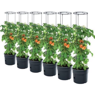 6x Tomatentopf Tomatenpflanzen Pflanzkübel Schutzfolie 12L Tomato Paprika