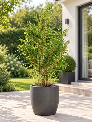 Fargesia robusta Campbell Bambus 140-200 cm Heckenbambus 10 Liter