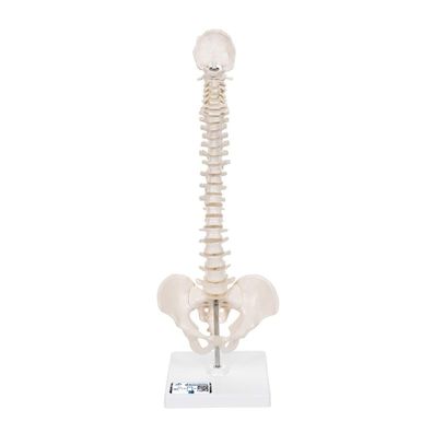 3B Scientific Mini-Wirbelsäulenmodell flexibel mit Becken auf Stativ PVC
