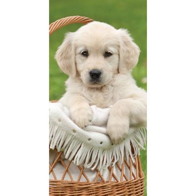 BrandMac Golden Retriever Strandtuch, 70 x 140 cm, Baumwolle