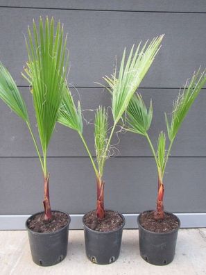 Washingtonia robusta - Mexikanische Petticoatpalme 60-80 cm, bis -10 C