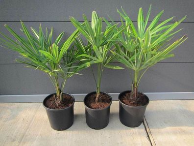 Trachycarpus fortunei - Hanfpalme 70-100 cm, winterhart bis -18 C