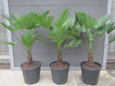 Trachycarpus wagnerianus - Wagners Hanfpalme 90-110 cm, bis -18 C