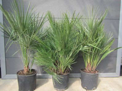 Chamaerops humilis - Europaeische Zwergpalme 90-120 cm