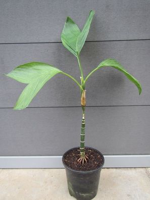 Chamaedorea ernesti-augustii - Bergpalme 60-70 cm