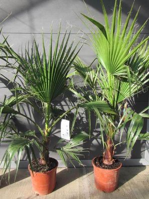 Washingtonia robusta - Mexikanische Petticoatpalme 150-170 cm, bis -10 C