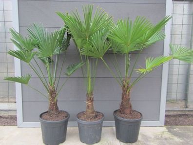 Trachycarpus wagnerianus - Wagners Hanfpalme 100-130 cm, bis -18 C