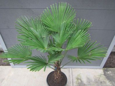 Trachycarpus wagnerianus - Wagners Hanfpalme 120-140 cm, bis -18 C