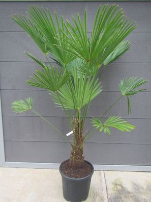 Trachycarpus wagnerianus Nr. 3 - Wagners Hanfpalme 130-150 cm