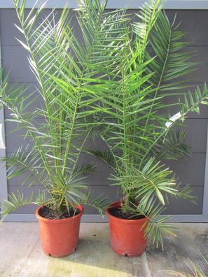 Phoenix canariensis - Kanarische Dattelpalme 160-190 cm, bis -5 C