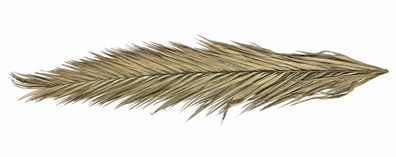 echte getrocknete Palmwedel naturbelassen - 1,20 m