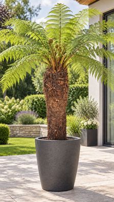 Baumfarn Dicksonia antarctica Stamm 90 cm Australischer Taschenfarn