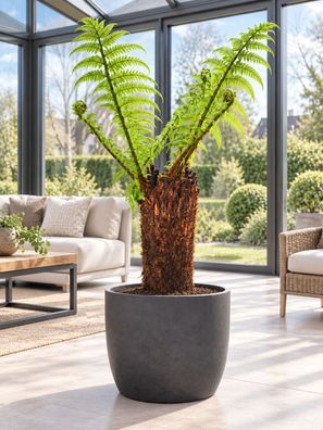 Baumfarn Dicksonia antarctica Stamm 60 cm Australischer Taschenfarn