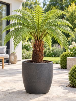Baumfarn Dicksonia antarctica Stamm 30 cm Australischer Taschenfarn