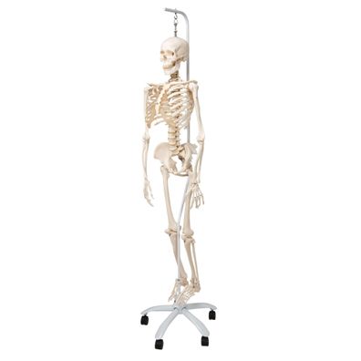 3B Scientific Skelett Phil lebensgroß 177 cm mit flexibler Wirbelsäule Stativ