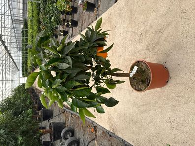 Mandarinenbaum - Citrus reticulata (Mandarino) Mandarino - 65 cm kaufen