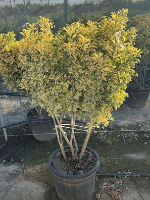 Spindelstrauch - Euonymus japonicus Mehrstämmig - 120 cm inkl. Topf