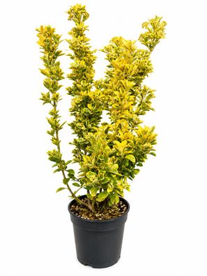 Spindelstrauch - Euonymus japonicus Busch - 80 cm inkl. Topf