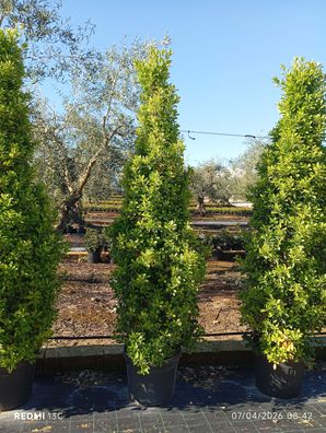 Spindelstrauch - Euonymus japonicus Solitärpflanze Pyramide - 220 cm