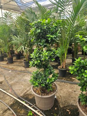 Ficus ginseng s-shape Feige - 140-150 cm inkl. Topf