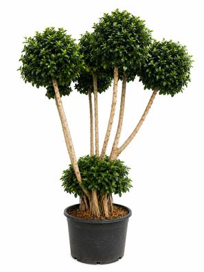Ficus retusa nitida Feige Pon Pon - 250 cm inkl. Topf