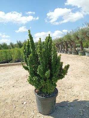 Spindelstrauch - Euonymus japonicus Benkomasaki - 90 cm inkl. Topf