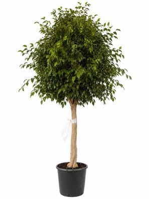 Birkenfeige - Ficus benjamina exotica Feige - 300 cm inkl. Topf