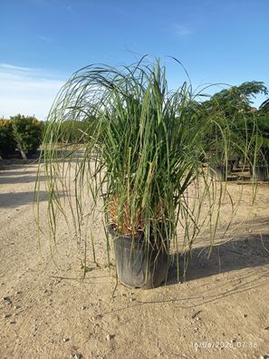 Pampasgras - Cortaderia selloana bianca (Gynerium) Gynerium - 130-170 cm