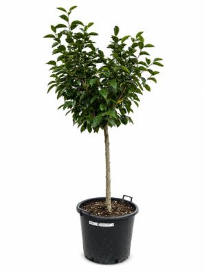 Kakibaum - Diospyros kaki dicker Stamm - 175-210 cm inkl. Topf