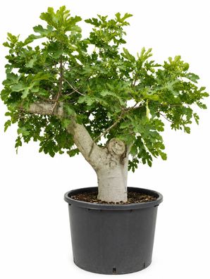 Feigenbaum - Ficus carica bonsai 120 Feige - 230 cm inkl. Topf