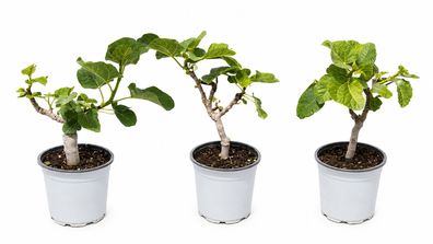 Feigenbaum - Ficus carica Feige Brown Turkey - 50 cm inkl. Topf