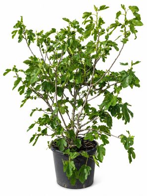 Feigenbaum - Ficus carica Feige Brogiotto Bianco - 135 cm inkl. Topf