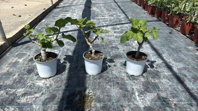 Feigenbaum - Ficus carica Feige Bornholm - 50 cm inkl. Topf