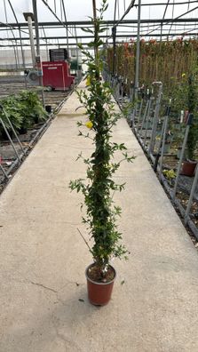 Jasmin - Jasminum primulinum - 150-170 cm inkl. Topf