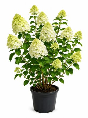 Hydrangea paniculata limelight - XXL Gartenpflanze