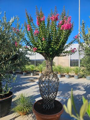 Kreppmyrte - Lagerstroemia indica anfora - 210 cm inkl. Topf