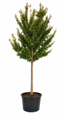 Kreppmyrte - Lagerstroemia indica - 350-400 cm inkl. Topf