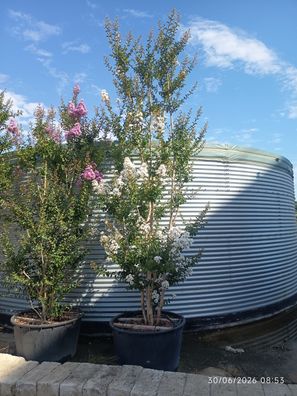 Kreppmyrte - Lagerstroemia Weiß indica - 350 cm inkl. Topf