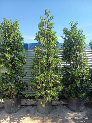 Stechpalme - Ilex aquifolium nellie stevens - 250 cm inkl. Topf