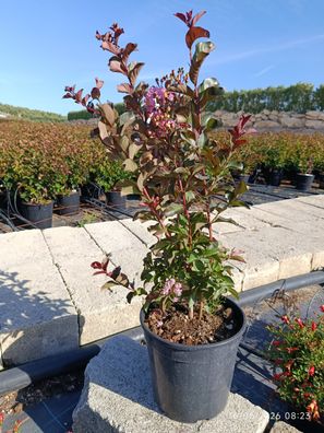 Kreppmyrte - Lagerstroemia indica dynamite - 60-100 cm inkl. Topf