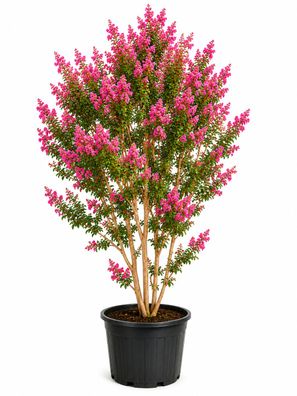 Kreppmyrte - Lagerstroemia Rosa indica - 400-500 cm inkl. Topf