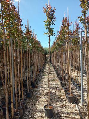 Kreppmyrte - Lagerstroemia Fusto dynamite - 275 cm inkl. Topf
