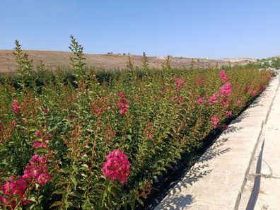 Kreppmyrte - Lagerstroemia indica Tuscarora - 80-100 cm inkl. Topf
