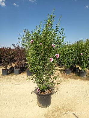 Hibiskus - Hibiscus syriacus rosa - 190 cm inkl. Topf