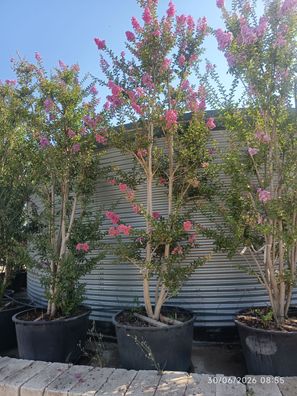 Kreppmyrte - Lagerstroemia indica Rosa - 350-400 cm inkl. Topf