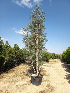 Eukalyptus - Eucalyptus camaldulensis - 550 cm inkl. Topf kaufen