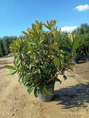 Japanische Wollmispel - Eriobotrya japonica (Nespolo del giappon - 210 cm kaufen